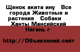 Щенок акита ину - Все города Животные и растения » Собаки   . Ханты-Мансийский,Нягань г.